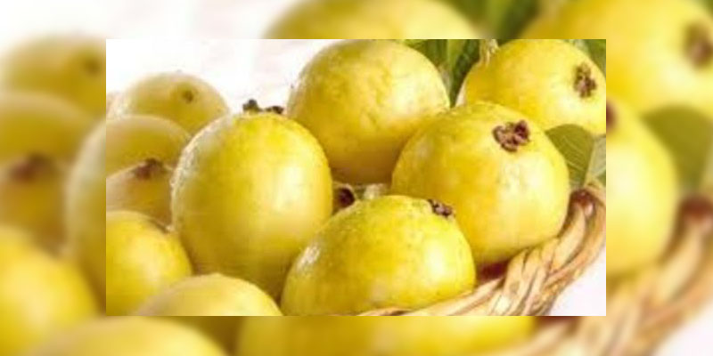 guayaba-michoacan