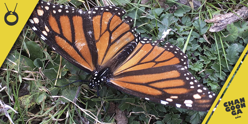 mariposa-monarca-1