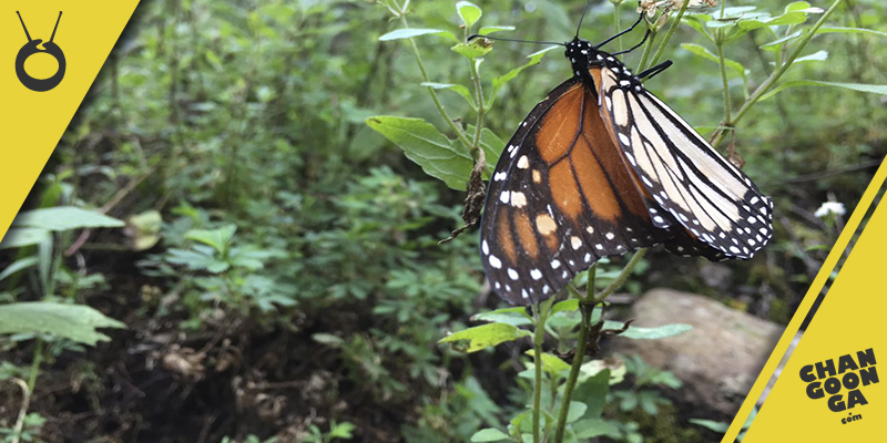 mariposa-monarca-4