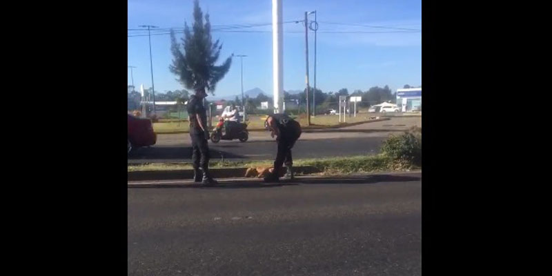 policias-ayudan-a-perrito-atropellado-morelia