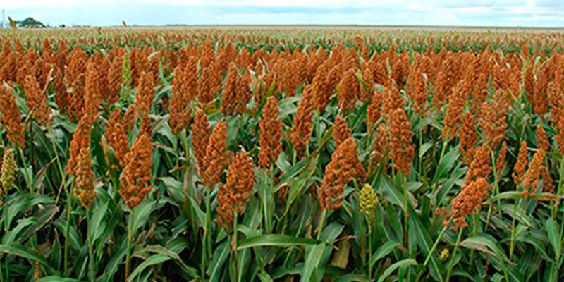 sorgo-michoacan