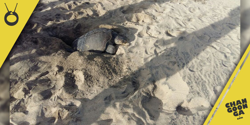 tortura-aquila-michoacan