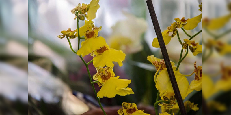 a-conservar-y-rescatar-las-orquideas-michoacanas