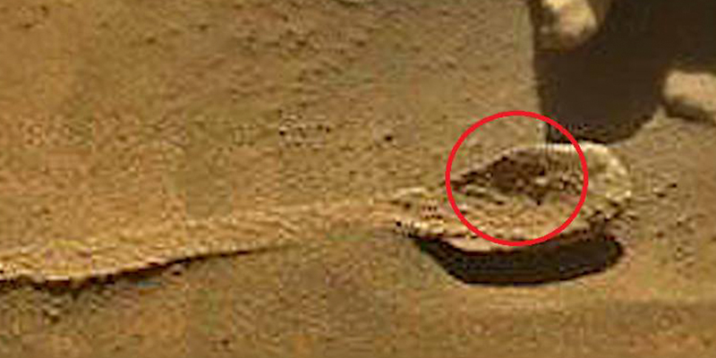 Encuentra-La-NASA-Una-Cucaracha-En-Marte-3