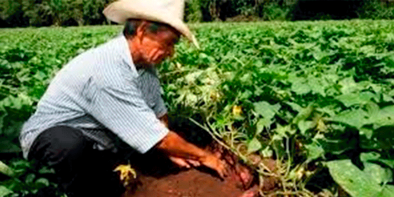 Michoacán-Líder-En-Producción-De-Camote-2-a-GIF