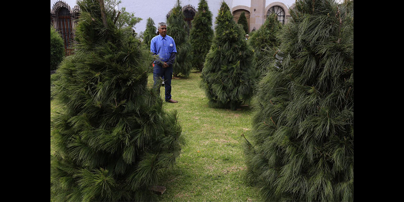 primera-feria-y-bazar-de-arboles-de-navidad-en-morelia-3