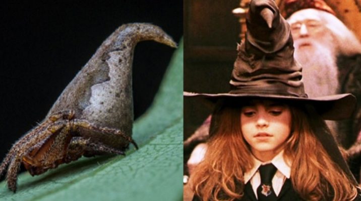 arana-harry-potter