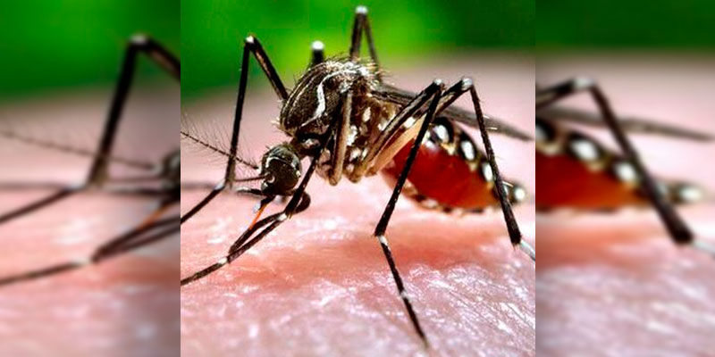 dengue-chikungunya-y-zika