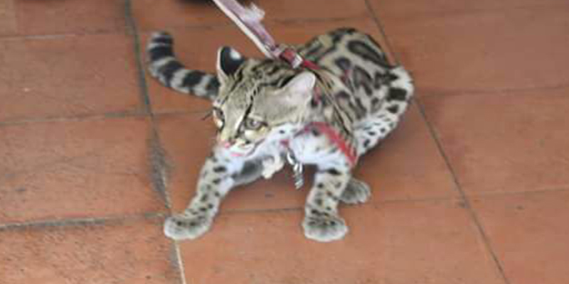 encuentran-ocelote-1