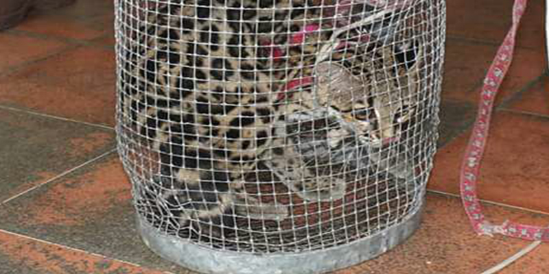 encuentran-ocelote-2