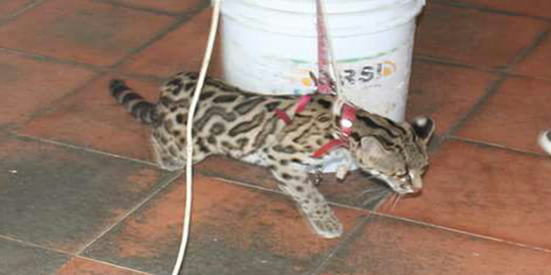 encuentran-ocelote-3