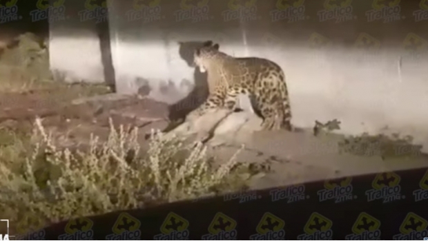 jaguar-sacrificado