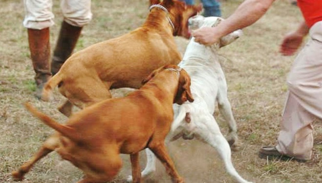 perros-pelea