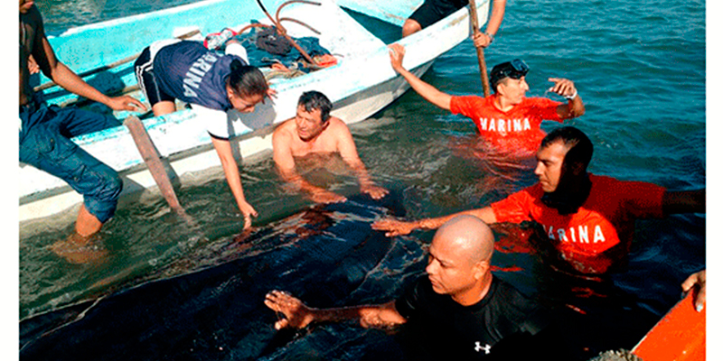 Liberan-Ballena-en-Veracruz