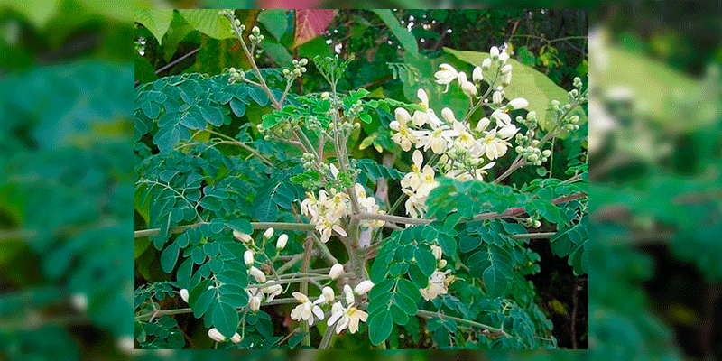 Árbol-de-la-vida-Michoacán-GIF-