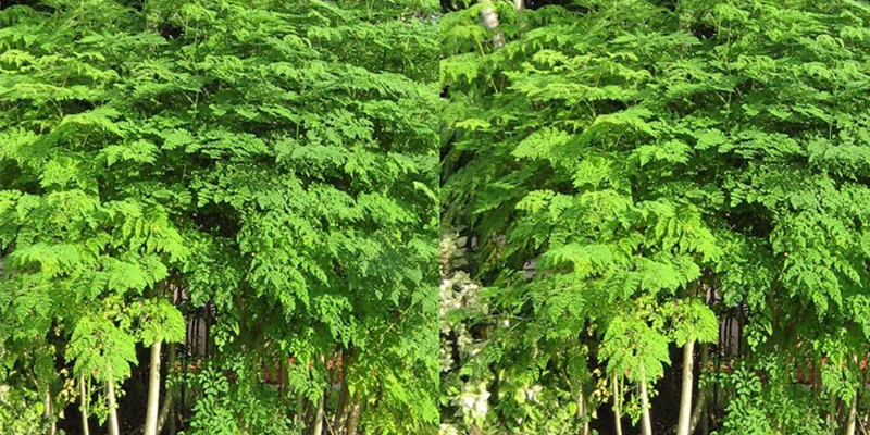 Árbol-de-la-vida-Michoacán