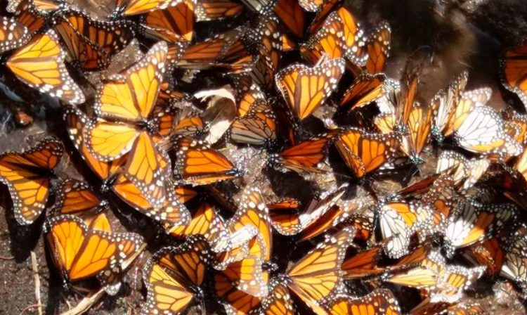 mariposa-monarca-3