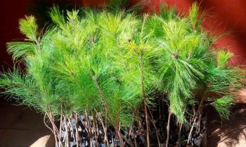 pino-planta-arbol