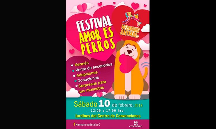 Febrero es el mejor mes para hacer nuevos amigos, es por eso  que te invitamos a que asistas al Festival Amor …es Perros y Gatos este próximo sábado 10 de febrero de las 12:00 a las 17:00 horas en los  en los jardines del Centro de Convenciones de Morelia (CECONEXPO).  En este ocasión habrá más de 20 perros debidamente desparasitados, esterilizados y vacunados para todos aquellos que deseen abrir su corazón y dar amor  adoptando a una mascota.  Asimismo, podrás ayudar llevando donativos en especie como croquetas para perros y gatos, material de limpieza: cloro, detergente, líquidos limpiadores, cubetas, entre otros.  Para que consientas a tus mascotas y les des un regalo este Mes del Amor y la Amistad tendremos accesorios, correas, camas y ropa y demás de souvenirs perrunos. Además de las necesarias plaquitas de identificación para que tu perro o gato, en caso de extravío, tengan como regresar a su hogar.   También podrás ayudar consumiendo donas, papas fritas, chicharrones y snacks ya que todo lo recaudado se destinará para el pago de tratamientos médicos y alimentos de los animales rescatados de situación de calle, maltrato y abandono.   Totalmente gratis, podrás tomar el Taller de Adiestramiento Canino en dónde aprenderás técnicas de comportamiento canino 100% en positivo, recuerda llevar collar y correa de tu perro. Contaremos también con servicios de estética y guardería para mascotas.  Recuerda, los mejores amigos se adoptan, no se compran; asiste y ayúdanos a fortalecer la cultura del respeto a los derechos de los animales, te esperamos la entrada es libre.