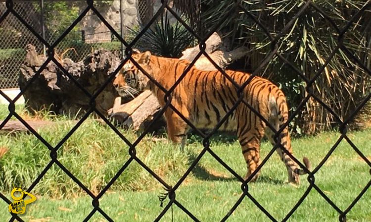 Tigre Zoologico