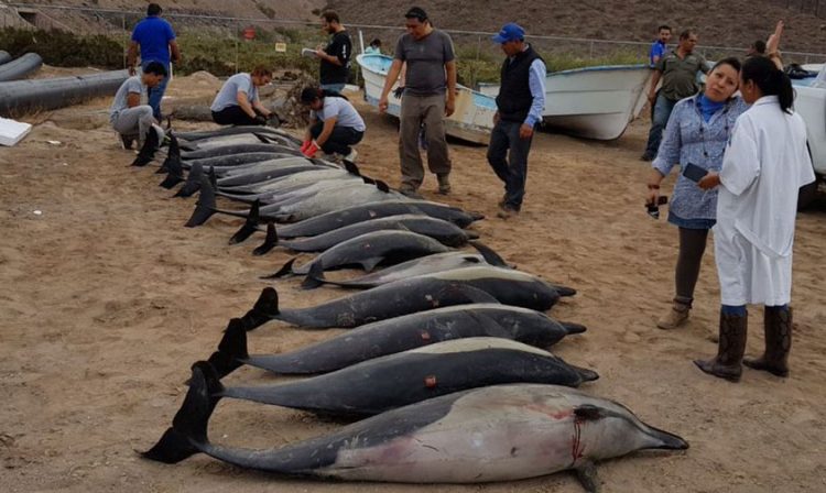 Varamiento Delfines Muertos