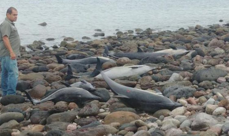 delfines varados BCS