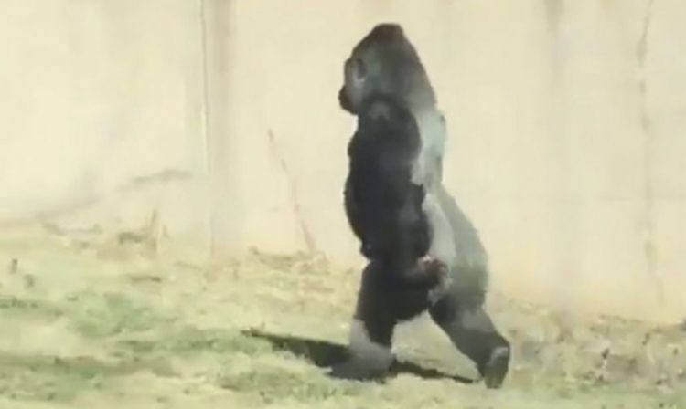 gorila Louis erguido
