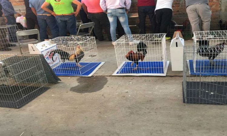 gallos de pelea Guanajuato