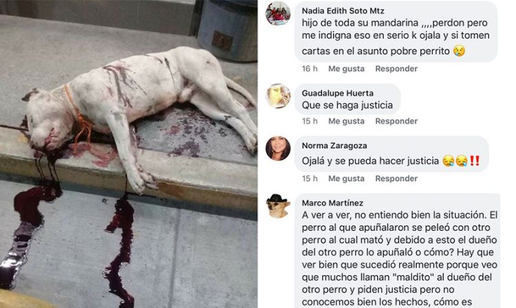 perro asesinado Morelia