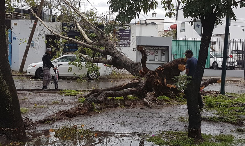 lluvia árbol Morelia caída b