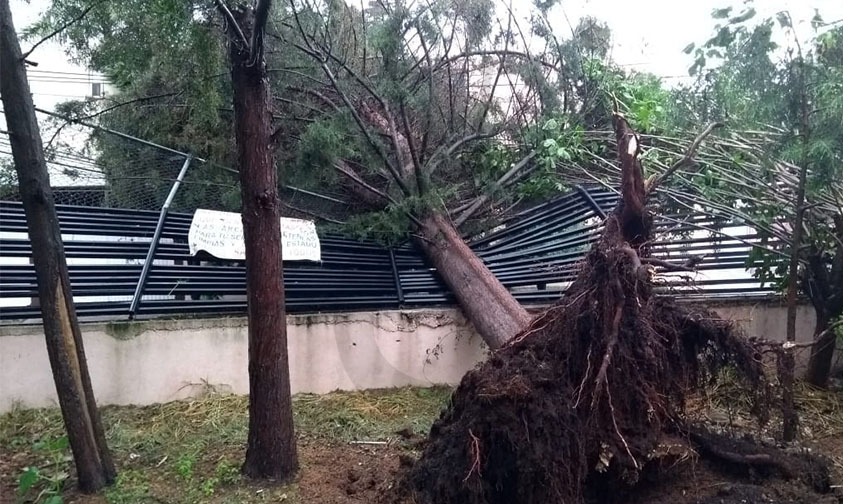 lluvia árbol Morelia caída b