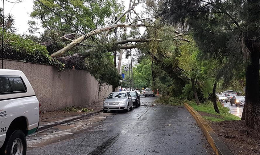 lluvia árbol Morelia caída b