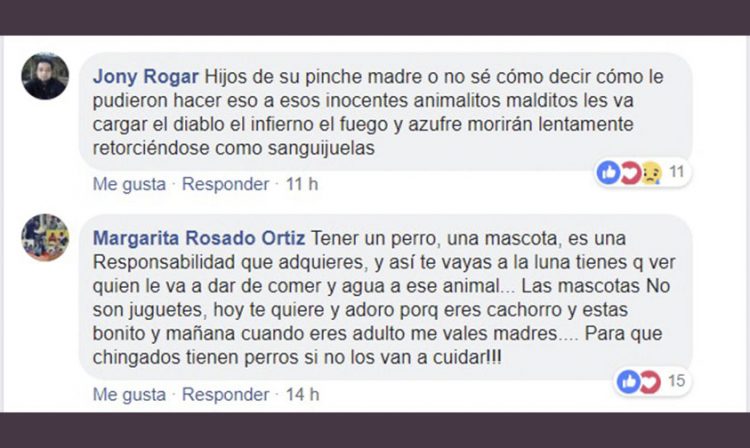 perro muerto Yucatán Facebook 4