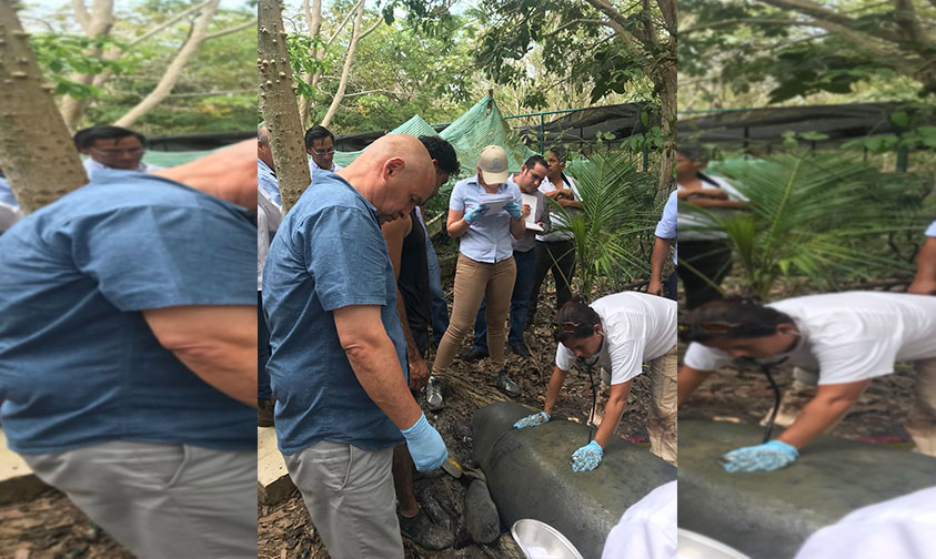 zoológico Morelia rescate manatís Tabasco