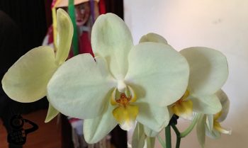 Orquídea Morelia Festival