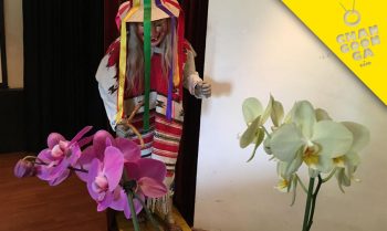 Orquídea Morelia Festival