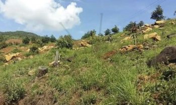 huertos de aguacate Ziracuaretiro Michoacán