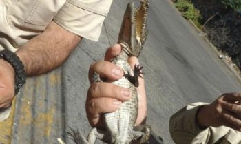 cocodrilo alcantarilla Guadalajara Jalisco