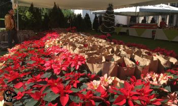 Flor de Noche Buena Zitácuaro Michoacán a