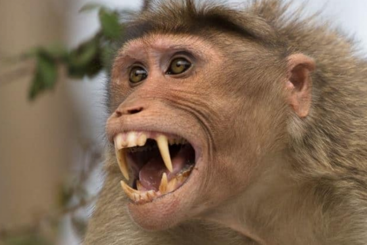 Mono raptó bebé y lo mordió en la cara, provocándole la muerte