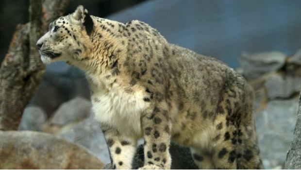 Ejemplar de Leopardo de las nieves 