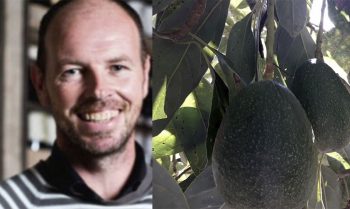 aguacate Michoacán chef irlandés