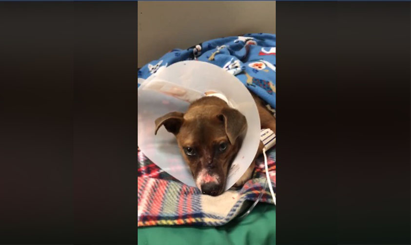 perrita flecha cabeza