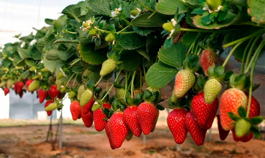 Fresas-Michoacán-Emiratos-Árabes-a