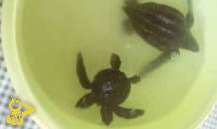 tortuga-bicéfala-Aquila-a