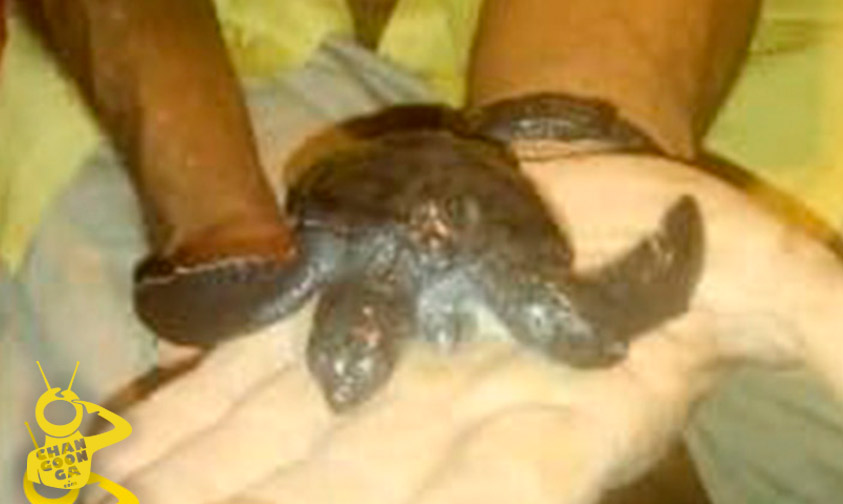 tortuga-bicéfala-Aquila-a
