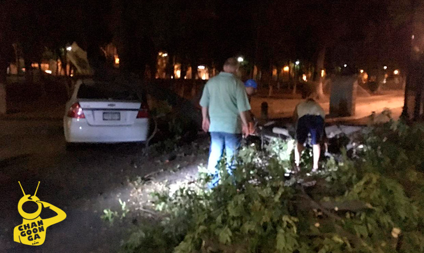 cae-rama-árbol-auto-bosque-Cuauhtémoc-Morelia-c