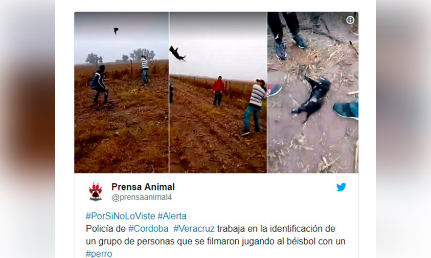 perro-muerto-bate-béisbol-Veracruz