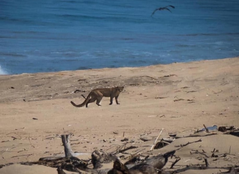 México Mágico: Captan A Puma 'Onza' Paseando En Playas De Puerto Vallarta – – Noticias de última hora, con un toque acidito México Mágico: Captan A Puma 'Onza' Paseando En Playas De Puerto Vallarta – – Noticias de última hora, con un toque acidito