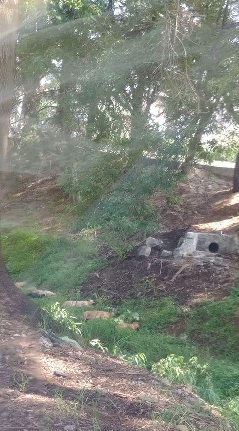 Una de las fotos de los reportes ciudadanos que alertaban de la presunta "matanza" de perros tirados a la orilla del río Chiquito